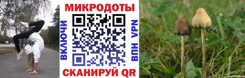 Галлюциногенные грибы Psilocybe  Южно-Сухокумск 